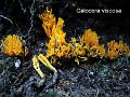 Calocera viscosa-amf364-1